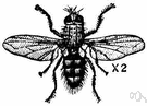 tachina fly - bristly fly whose larvae live parasitically in caterpillars and other insects