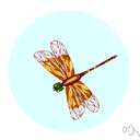suborder Anisoptera - dragonflies