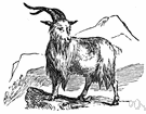 Capra hircus - any of various breeds of goat raised for milk or meat or wool