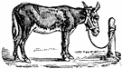 hitching post - a fixed post with a ring to which a horse can be hitched to prevent it from straying