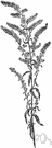 sweet goldenrod - goldenrod of eastern America having aromatic leaves from which a medicinal tea is made