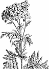Tanacetum vulgare - common perennial aromatic herb native to Eurasia having buttonlike yellow flower heads and bitter-tasting pinnate leaves sometimes used medicinally