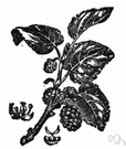 Morus nigra - European mulberry having dark foliage and fruit