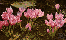 genus Colchicum - chiefly fall-blooming perennial cormous herbs