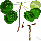 European quaking aspen - Old World aspen with a broad much-branched crown