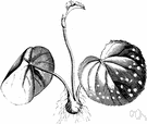 peperomia - any of various plants of the genus Peperomia