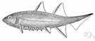 Devonian - from 405 million to 345 million years ago
