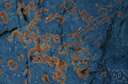 homoecious - of parasites especially rust fungi