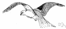 white-tailed kite - grey-and-white American kite of warm and tropical regions