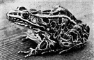 leopard frog - common North American green or brownish frog having white-edged dark oval spots