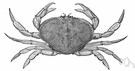 Cancer magister - small edible crab of Pacific coast of North America