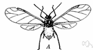 Adelges abietis - a variety of adelgid