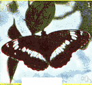 Limenitis - mainly dark northern butterflies with white wing bars