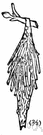 tortricid moth - any of numerous small moths having lightly fringed wings