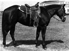 quarter horse - a small powerful horse originally bred for sprinting in quarter-mile races in Virginia
