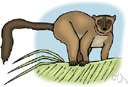 woolly monkey - large monkeys with dark skin and woolly fur of the Amazon and Orinoco basins