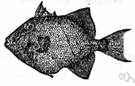 genus Balistes - type genus of the Balistidae