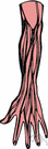 regional anatomy - the study of anatomy based on regions or divisions of the body and emphasizing the relations between various structures (muscles and nerves and arteries etc.) in that region