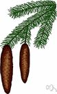 genus Picea - a genus of temperate and Arctic evergreen trees (see spruce)