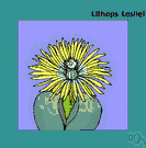 stone plant - any plant of the genus Lithops native to Africa having solitary yellow or white flowers and thick leaves that resemble stones