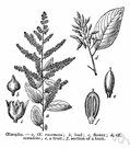 Trichostigma - a genus of erect or climbing shrubs found in tropical South America