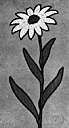 Machaeranthera - wildflowers of western North America