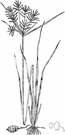 Cyperus - type genus of Cyperaceae