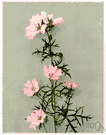 Malva - herbs and subshrubs: mallows