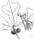 blackjack - a common scrubby deciduous tree of central and southeastern United States having dark bark and broad three-lobed (club-shaped) leaves