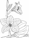 genus Bauhinia - mountain ebony, orchid tree