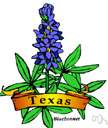 Texas bluebonnet