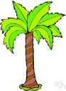 Acrocomia aculeata - tropical American feather palm having a swollen spiny trunk and edible nuts