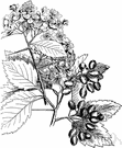pear haw - erect and almost thornless American hawthorn with somewhat pear-shaped berries