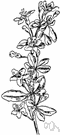 Lycium barbarum - deciduous erect or spreading shrub with spiny branches and violet-purple flowers followed by orange-red berries