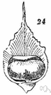 scale leaf - a specialized leaf or bract that protects a bud or catkin
