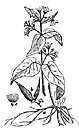Vincetoxicum - genus of chiefly tropical American vines having cordate leaves and large purple or greenish cymose flowers