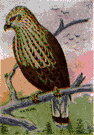 Buteo lagopus - large hawk of the northern hemisphere that feeds chiefly on small rodents and is beneficial to farmers