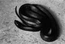 gopher snake - large dark-blue nonvenomous snake that invades burrows