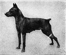 miniature pinscher - small German version of a Doberman pinscher