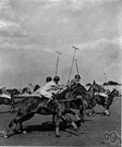 polo pony - a small agile horse specially bred and trained for playing polo