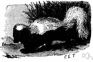 genus Conepatus - a genus of Mustelidae