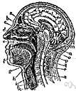 venous sinus