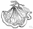 mesenteric vein - a tributary of the portal vein passing from the intestine between the two layers of mesentery