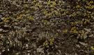 Eranthis - winter aconite