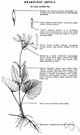 heart-leaf - wild ginger having persistent heart-shaped pungent leaves