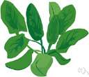 Spinacia oleracea - southwestern Asian plant widely cultivated for its succulent edible dark green leaves