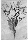 Rorippa islandica - annual or biennial cress growing in damp places sometimes used in salads or as a potherb