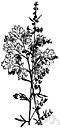 dusty miller - herb with greyish leaves found along the east coast of North America