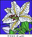 Vanda caerulea