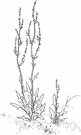 Red sorrel - East Indian sparsely prickly annual herb or perennial subshrub widely cultivated for its fleshy calyxes used in tarts and jelly and for its bast fiber